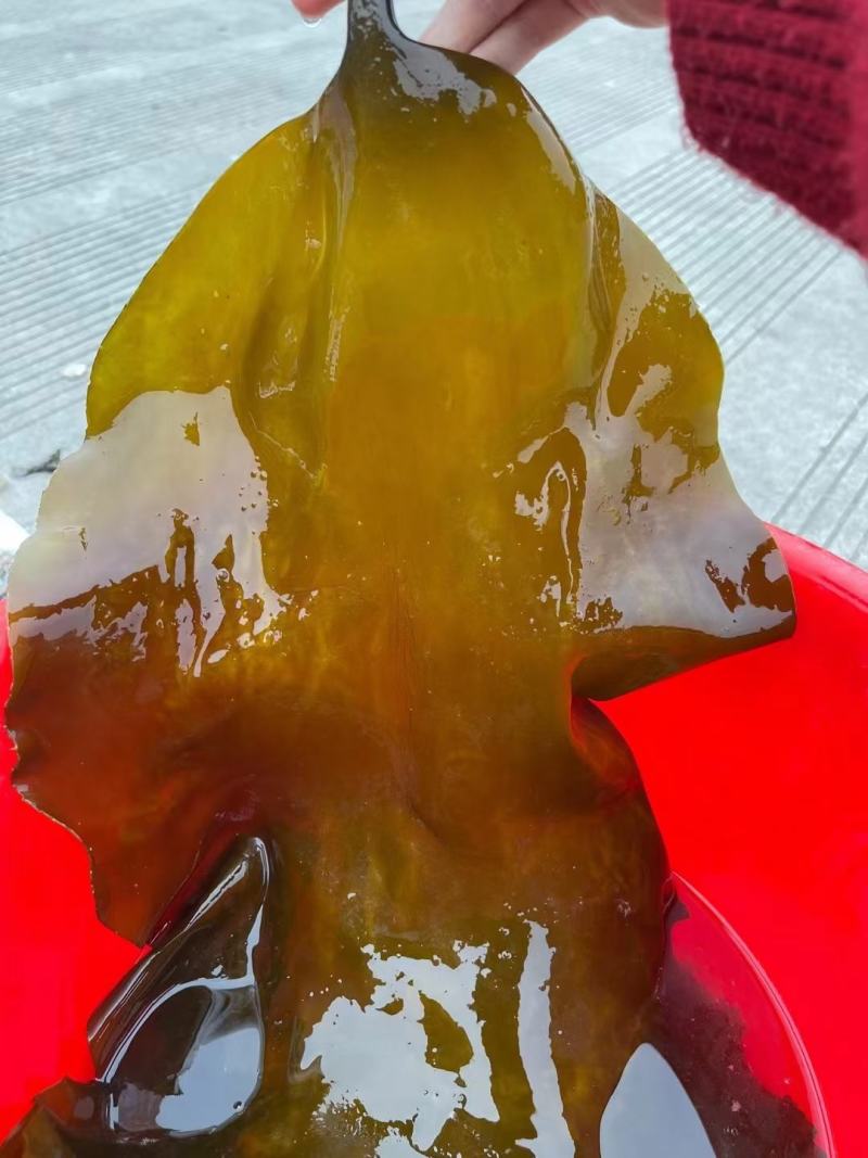好品质南海海带王一件20斤精品海带少沙少黄叶