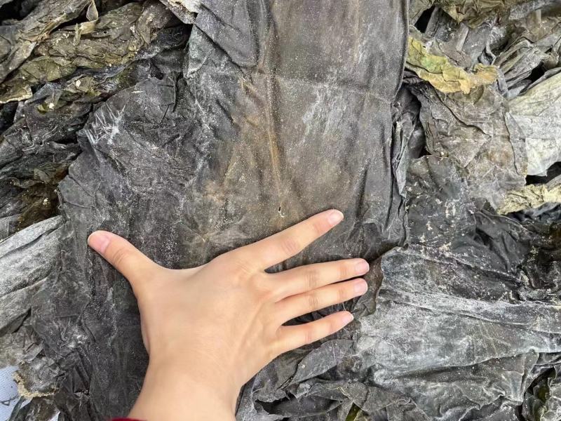 好品质南海海带王一件20斤精品海带少沙少黄叶