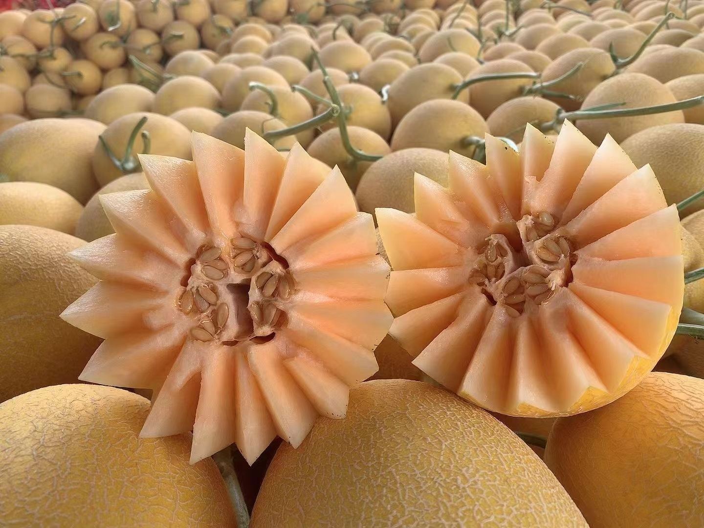 西州蜜瓜与哈密瓜的外观对比