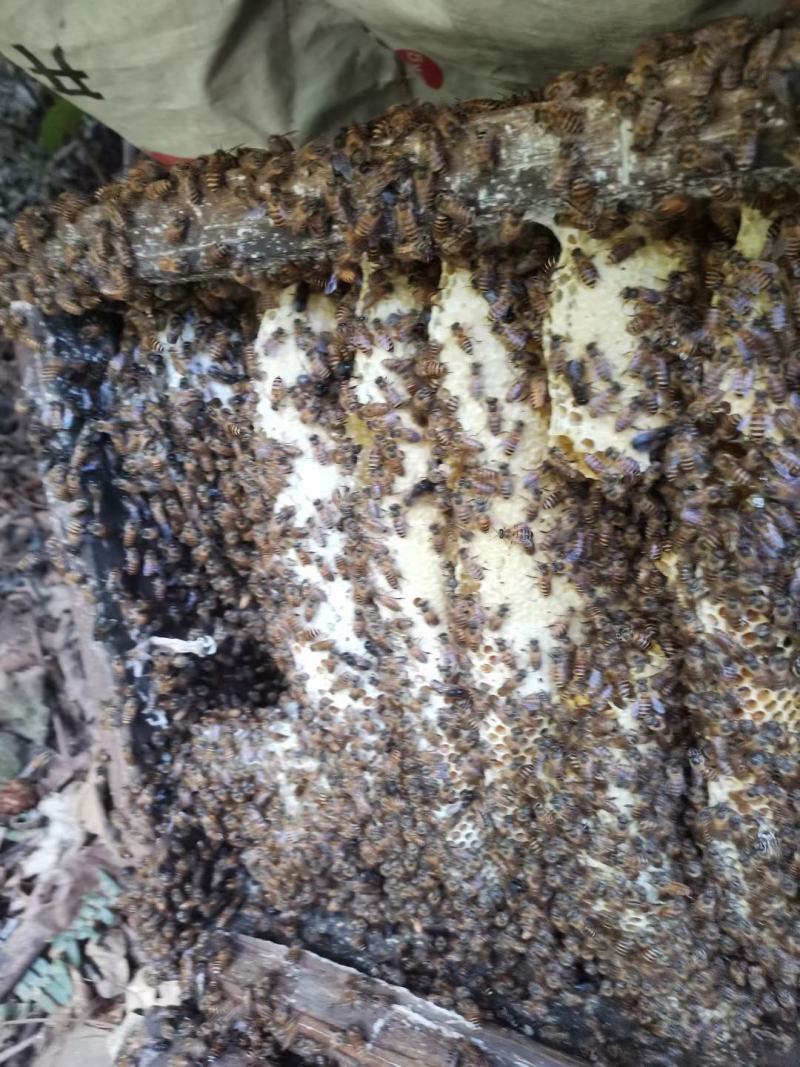 云南纯野生蜂蜜，保证无任何添加，假一赔百，