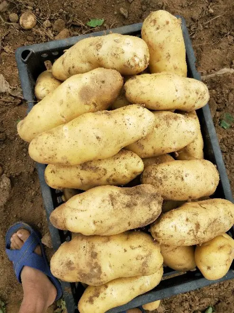 【实力】土豆沃土5号大量上市，质量保证。产地现货