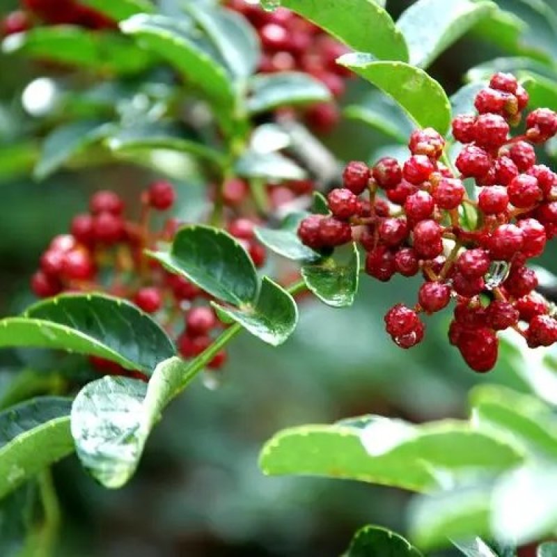 平顺大红袍花椒