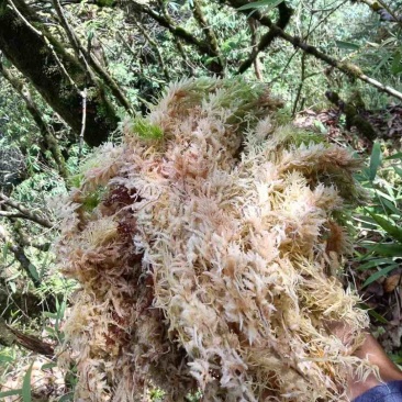 水苔大花