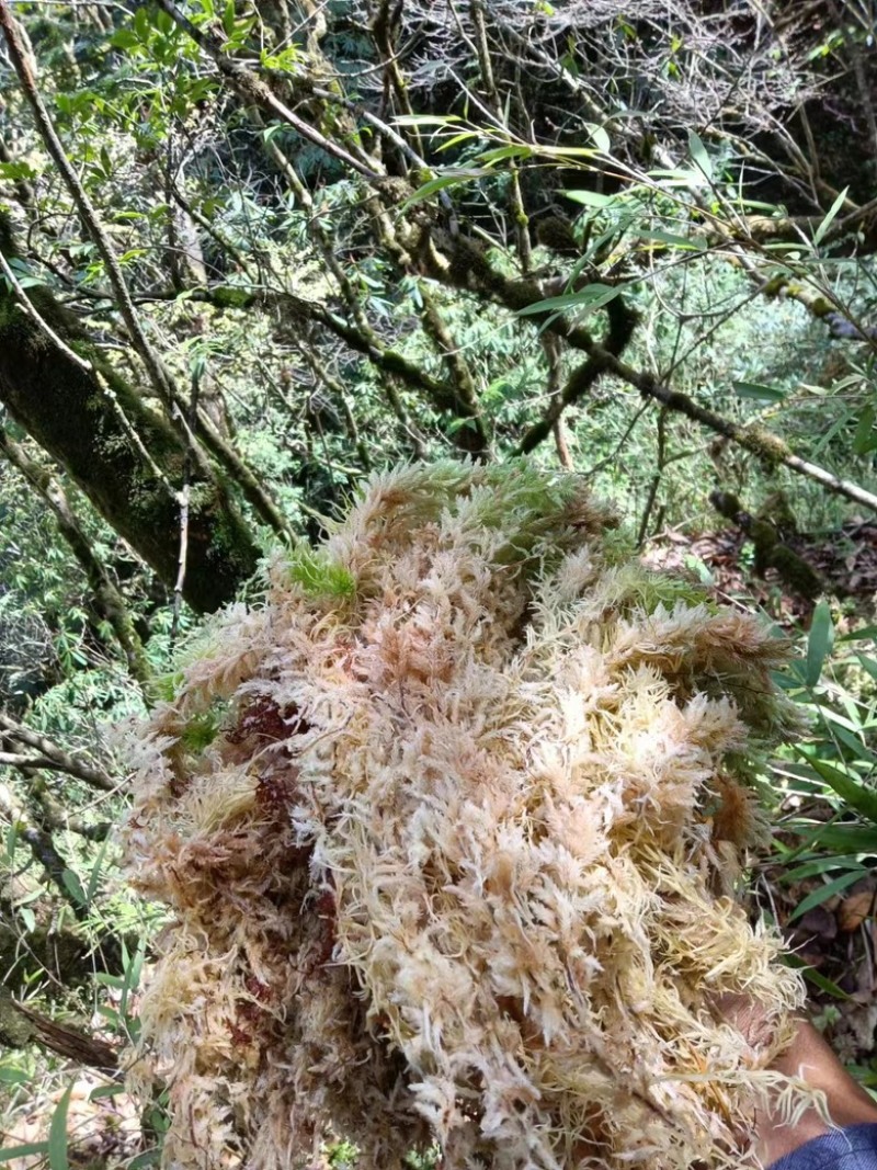 水苔大花