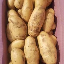 开封希森土豆荷兰十五土豆大量上市，质量保证。产地现货