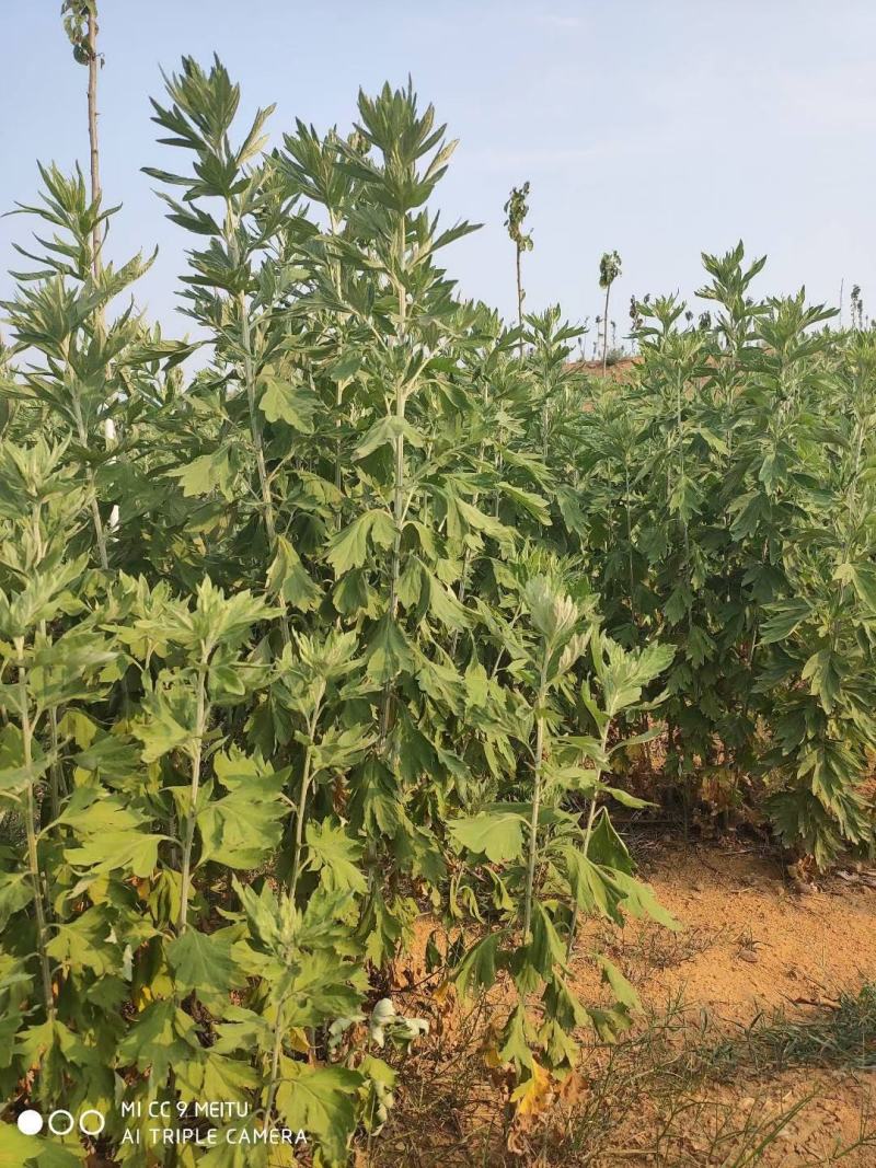 新鲜野生艾草！端午节供应全国各地，品质保证，可视频看货