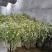 新鲜野生艾草！端午节供应全国各地，品质保证，可视频看货