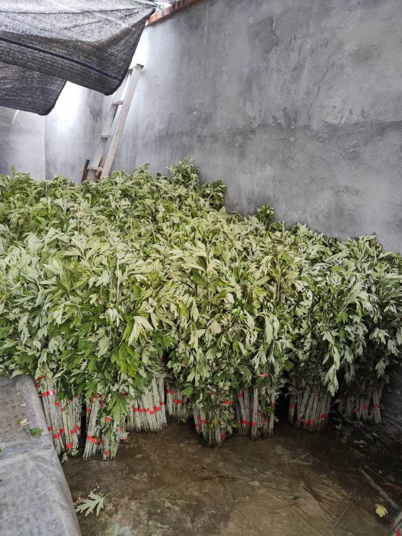 新鲜野生艾草！端午节供应全国各地，品质保证，可视频看货
