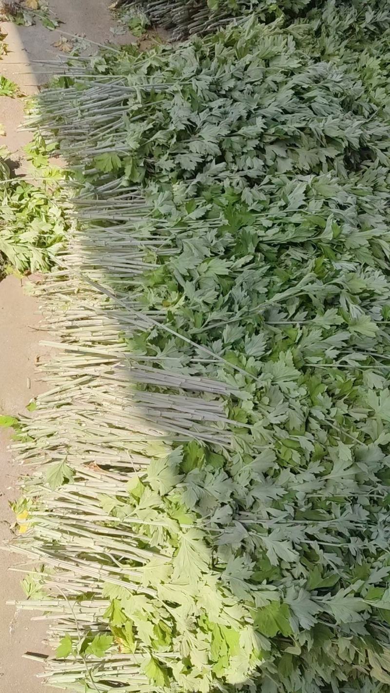 新鲜野生艾草！端午节供应全国各地，品质保证，可视频看货