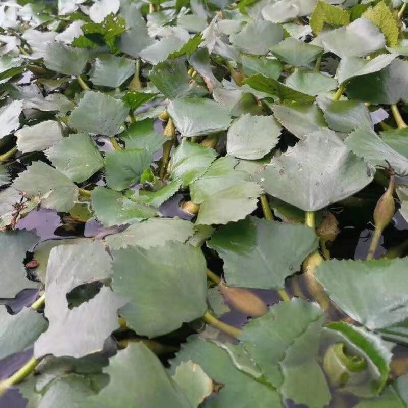 新鲜菱角潮汕莲角合作共赢