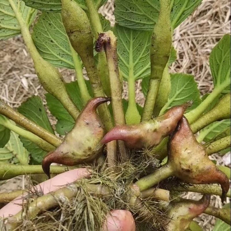 新鲜菱角潮汕莲角合作共赢