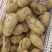 山东冷库土豆近期大量上市欢迎存库老板前来看货收购