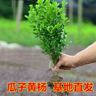精品小叶黄杨苗瓜子黄杨苗庭院园林工程绿化街道绿篱围墙