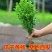 精品小叶黄杨苗瓜子黄杨苗庭院园林工程绿化街道绿篱围墙