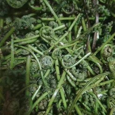 天然野生新鲜蕨菜！需要的老板电话联系宋姐。