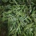 天然野生新鲜蕨菜！需要的老板电话联系宋姐。