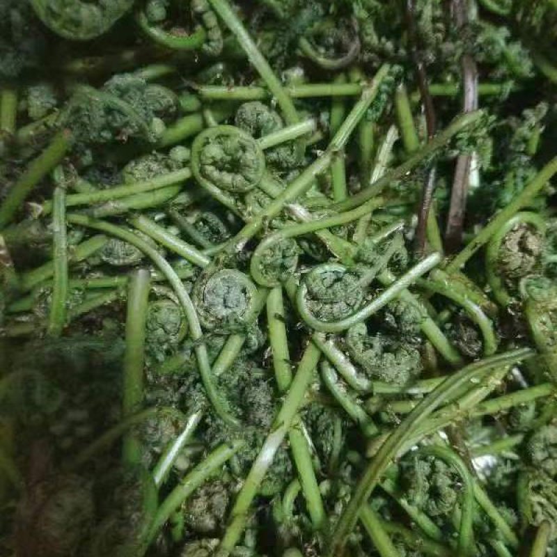 天然野生新鲜蕨菜！需要的老板电话联系宋姐。