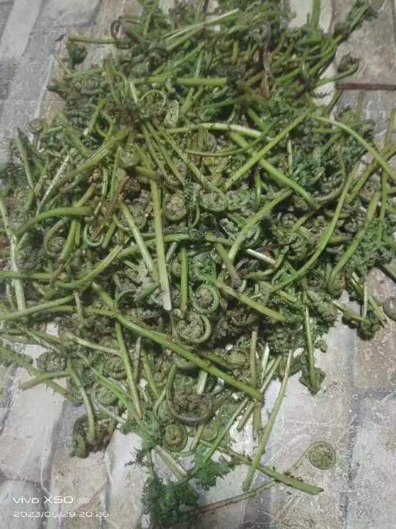 天然野生新鲜蕨菜！需要的老板电话联系宋姐。