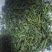 天然野生新鲜蕨菜！需要的老板电话联系宋姐。