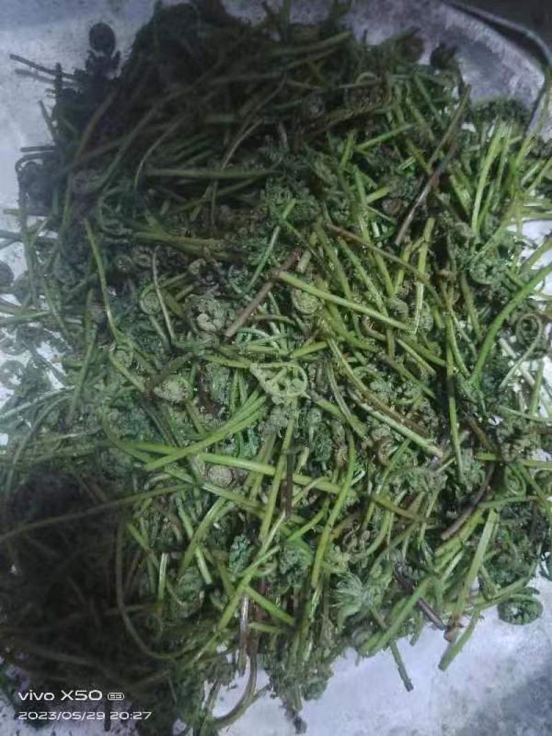 天然野生新鲜蕨菜！需要的老板电话联系宋姐。