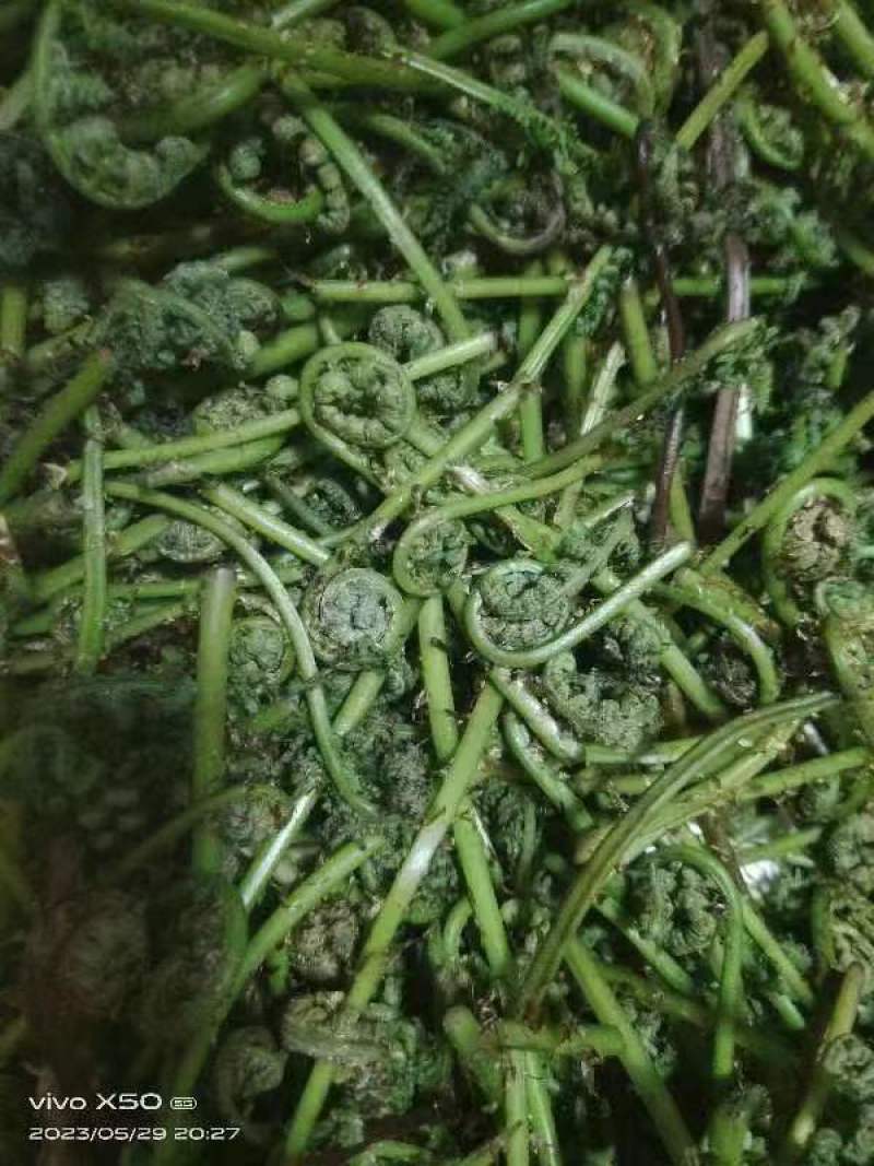 天然野生新鲜蕨菜！需要的老板电话联系宋姐。