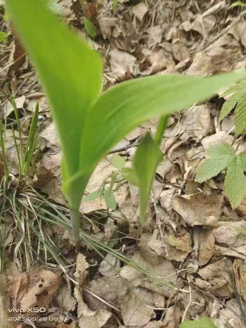 天然野生新鲜蕨菜！需要的老板电话联系宋姐。
