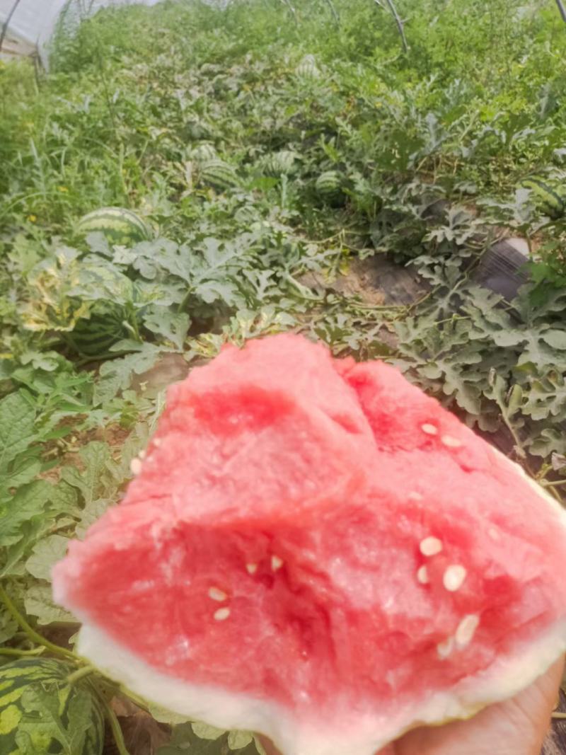 美都西瓜。大量上市。价格合理，需要客户过来合作