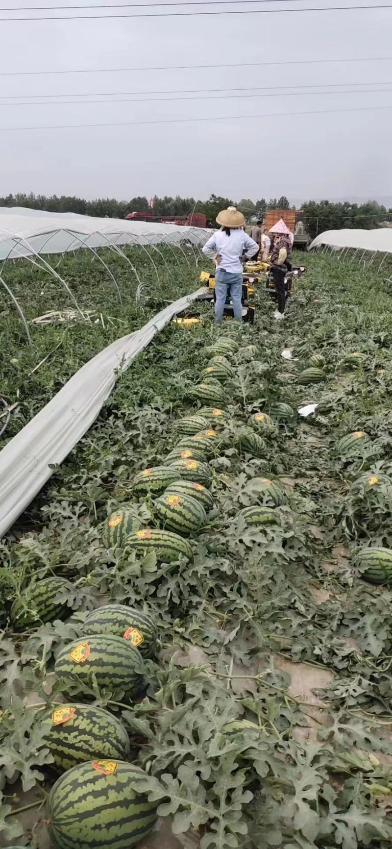 《西瓜》四川，资阳西瓜自家种植全国发货保质保量欢迎选购