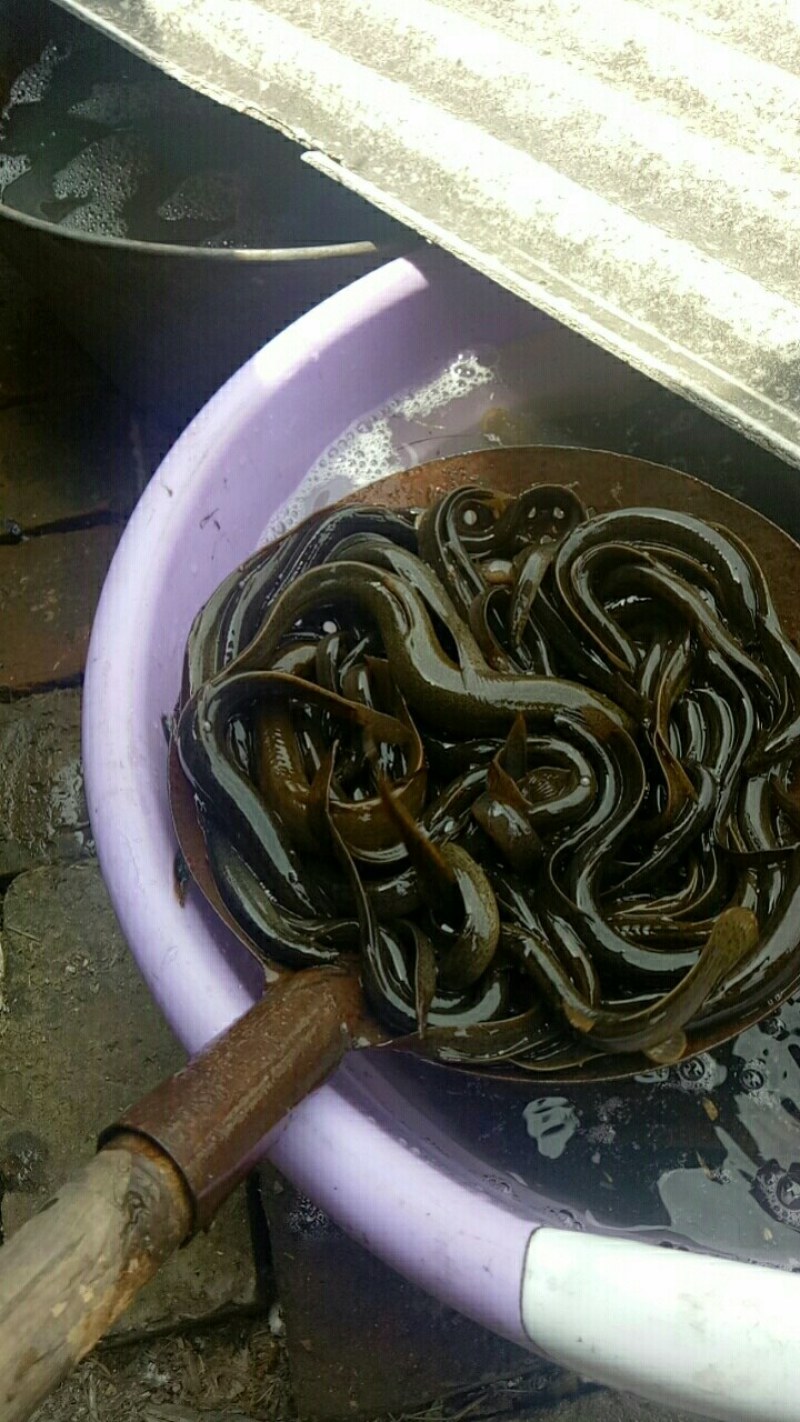 泥鳅鱼