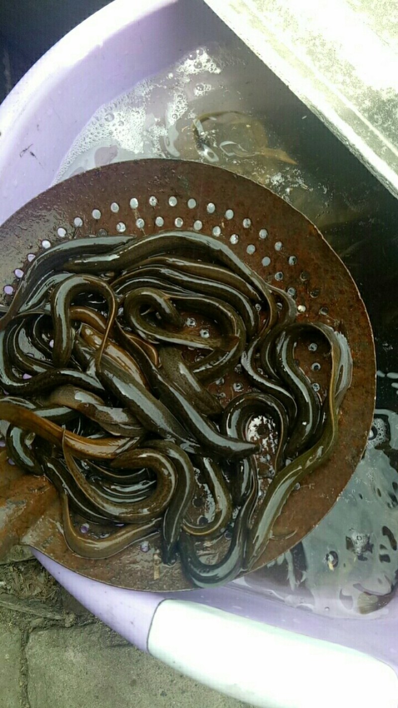 泥鳅鱼