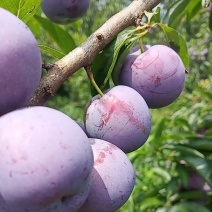 5月脆，5钱起上不封顶颜色好口感甜