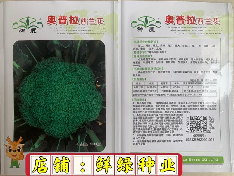 青花菜中熟西兰花品种秀丽较耐热花球色绿商品性优
