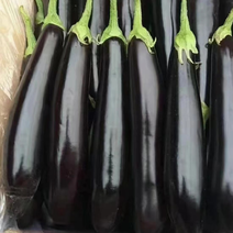 辽宁茄子紫长茄绿长茄产地直供规格齐全常年供应