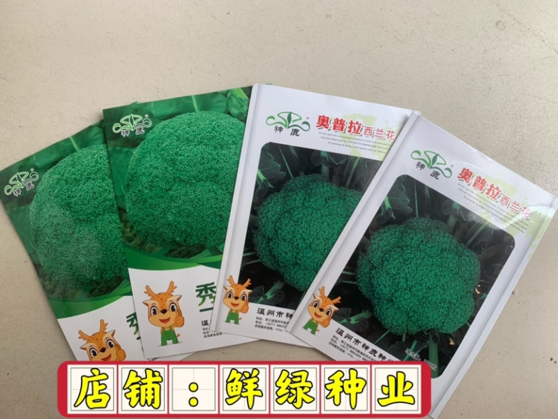 中熟绿花菜奥普拉西兰花色鲜绿品质优重约0.5kg