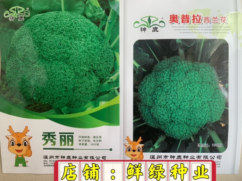 中熟绿花菜奥普拉西兰花色鲜绿品质优重约0.5kg
