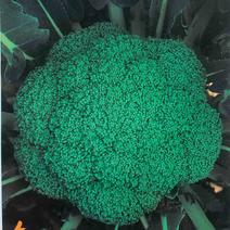 中熟绿花菜奥普拉西兰花色鲜绿品质优重约0.5kg