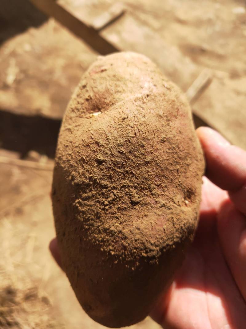 土豆甘肃省临洮县精品土豆，产地直发，质量保证，欢迎您的选