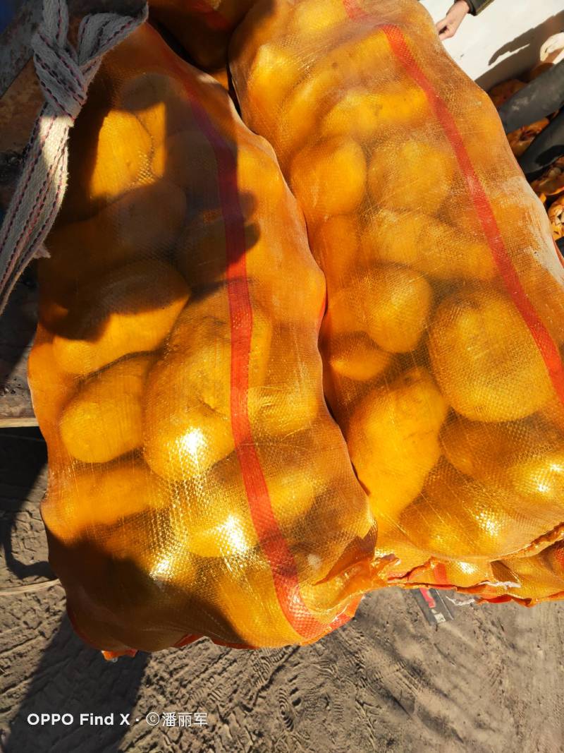 土豆甘肃省临洮县精品土豆，产地直发，质量保证，欢迎您的选