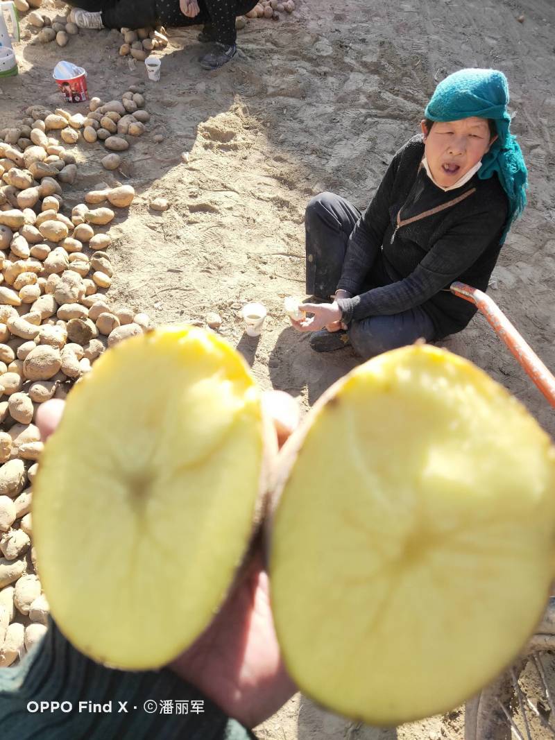 土豆甘肃省临洮县精品土豆，产地直发，质量保证，欢迎您的选