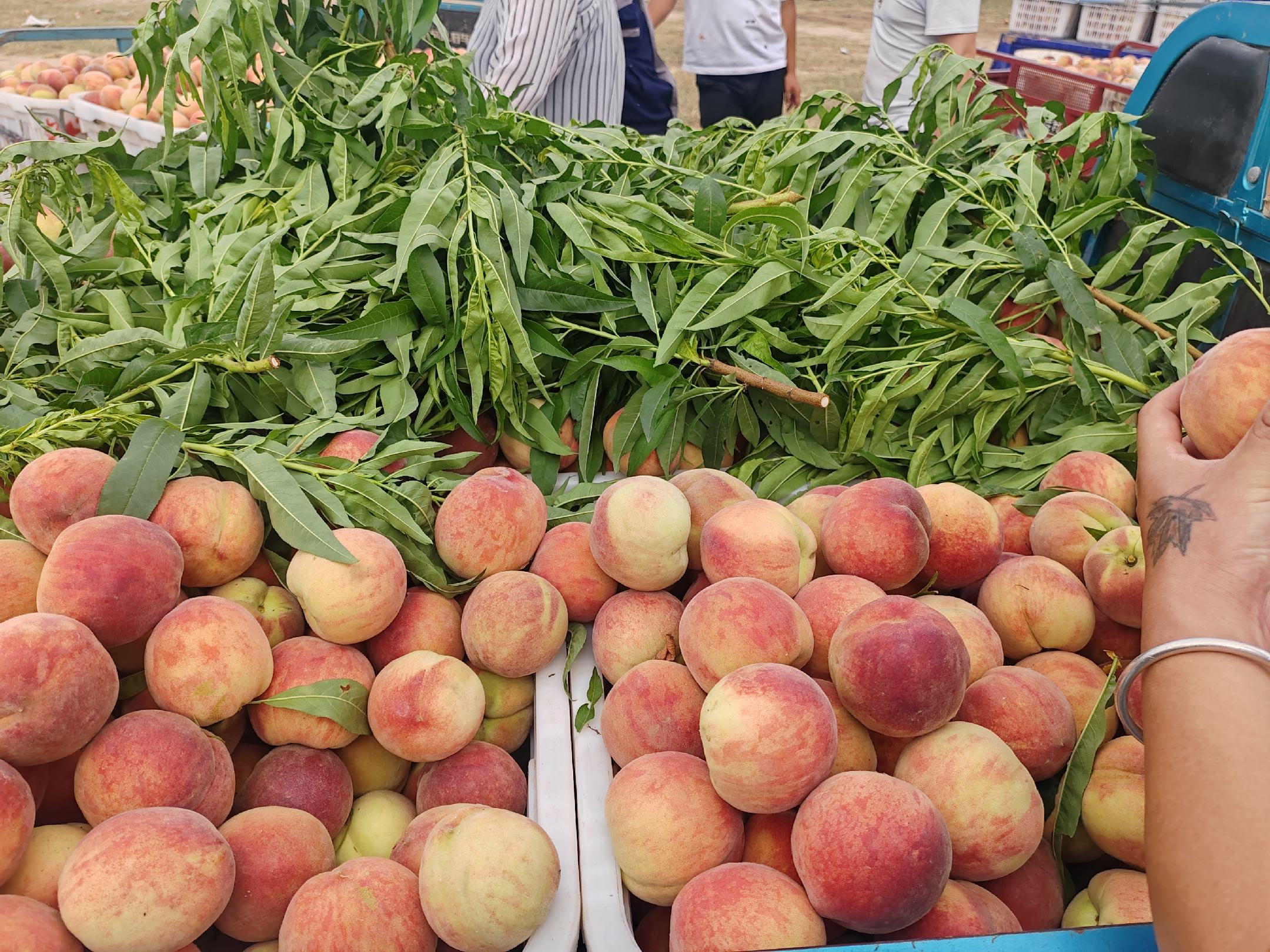 新鲜采摘的露天美早樱桃