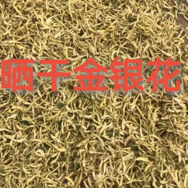 正宗金银花来自山东沂蒙山区，晒干金银花泡水喝味道杠杠滴