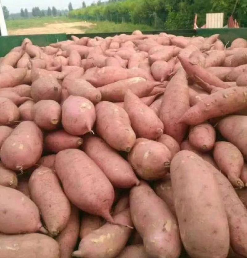 龙薯九号红薯9号供电商加工厂红薯养殖地瓜龙九红薯
