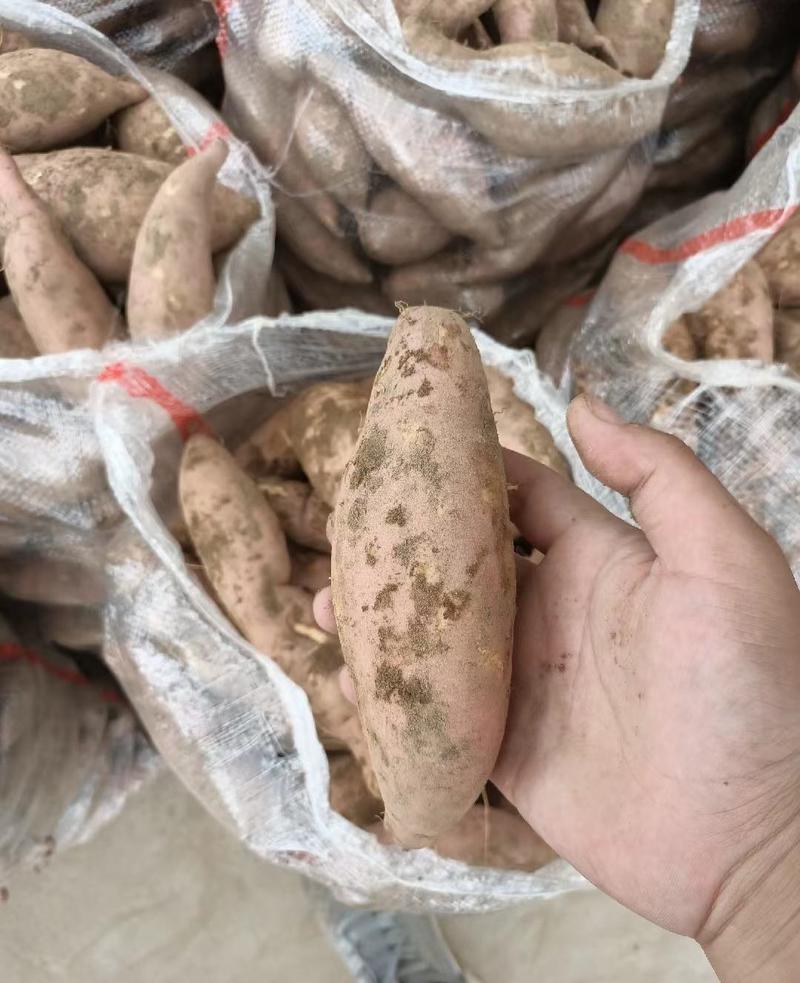 龙薯九号红薯9号供电商加工厂红薯养殖地瓜龙九红薯