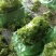 辽宁新民生菜散叶生菜大叶生菜大量供应可视频看货欢迎