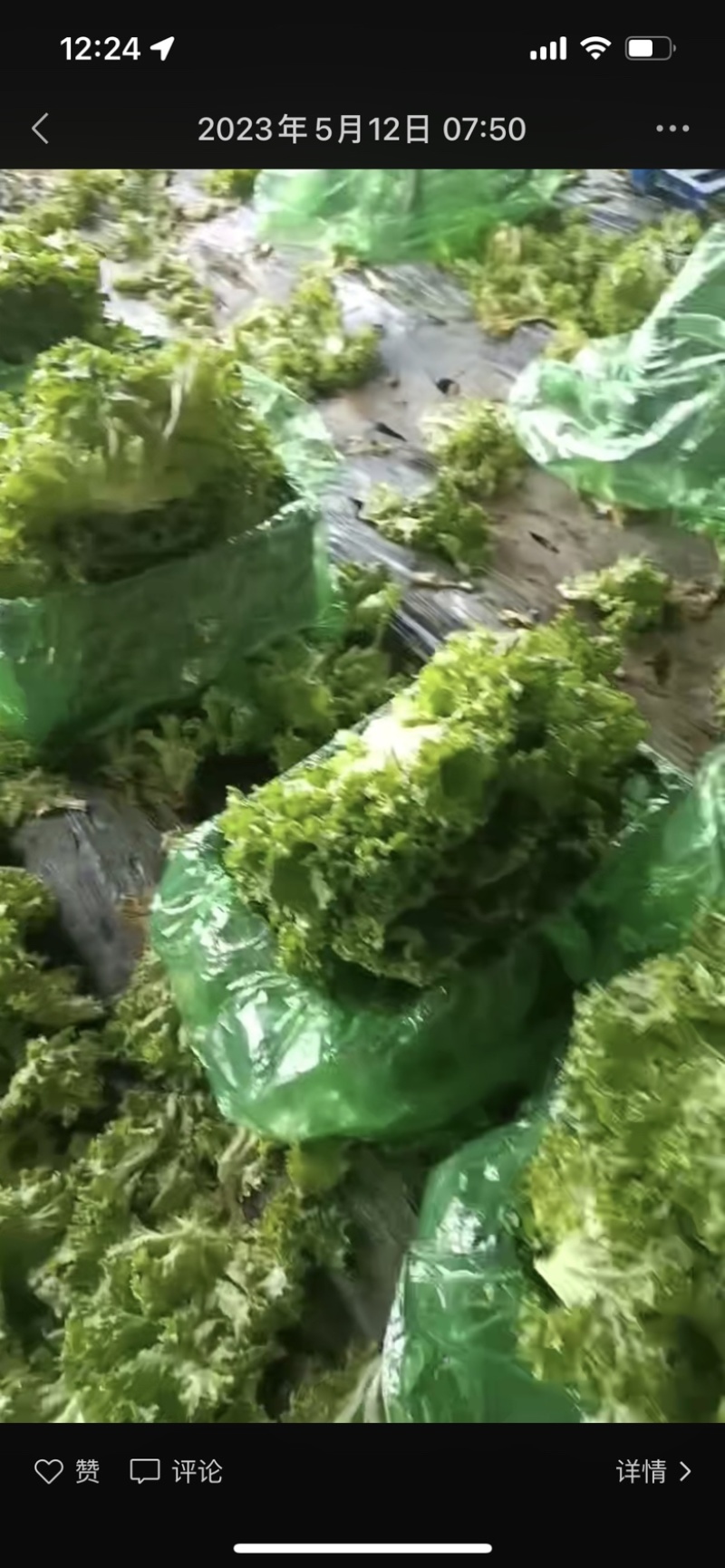 辽宁新民生菜散叶生菜大叶生菜大量供应可视频看货欢迎