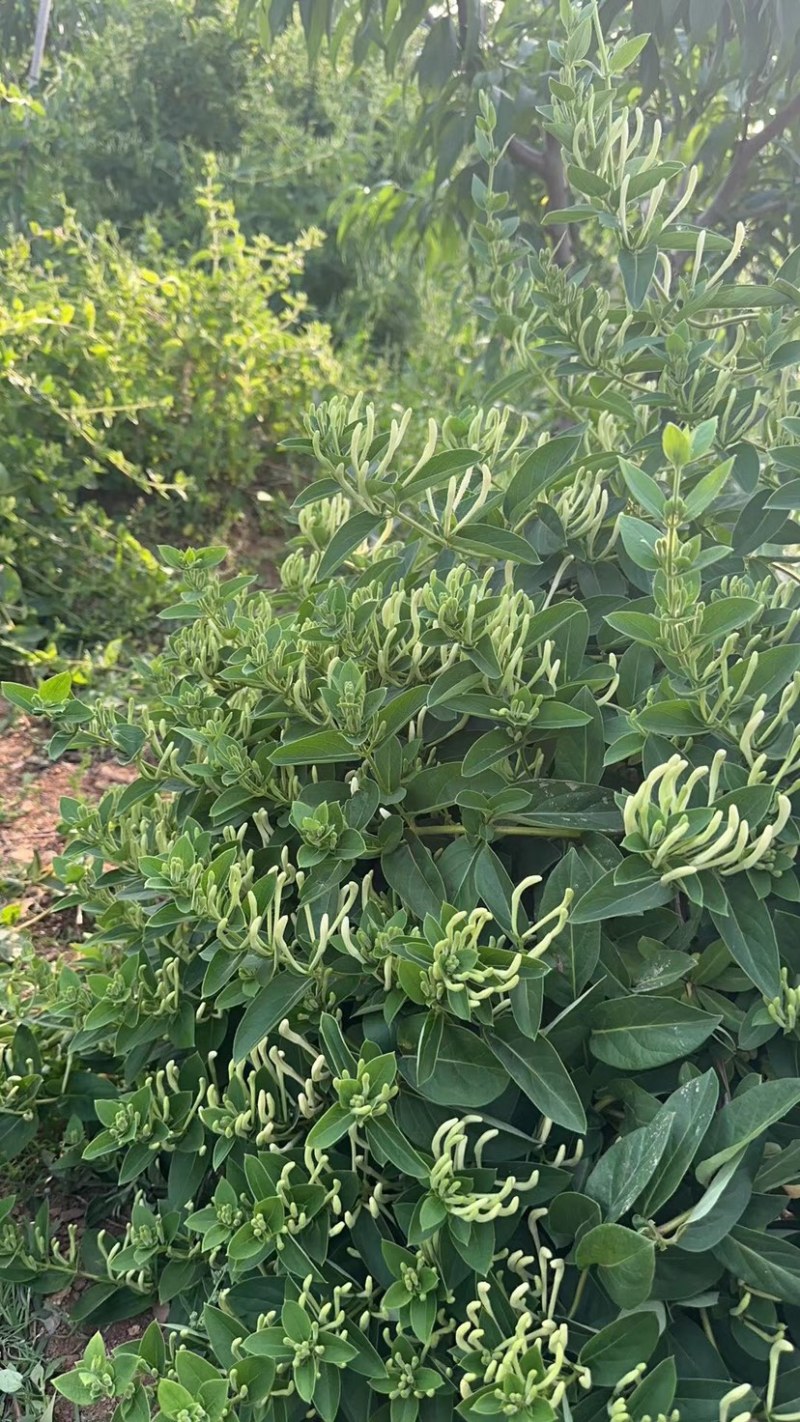 正宗金银花来自山东沂蒙山区，晒干金银花泡水喝味道杠杠滴