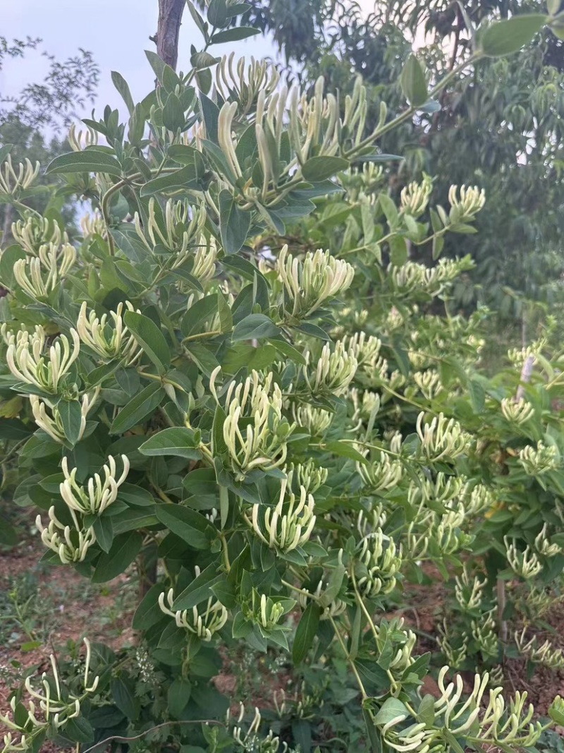 正宗金银花来自山东沂蒙山区，晒干金银花泡水喝味道杠杠滴