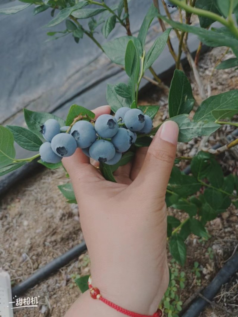 山东陆地蓝莓公爵大量上市，基地直发，量大从优，欢迎选购