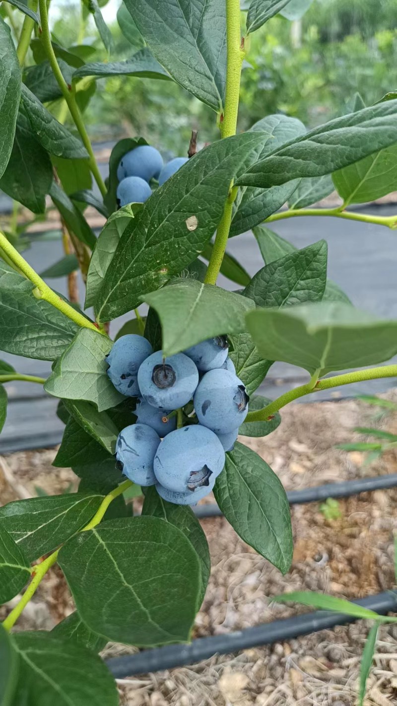 山东陆地蓝莓公爵大量上市，基地直发，量大从优，欢迎选购