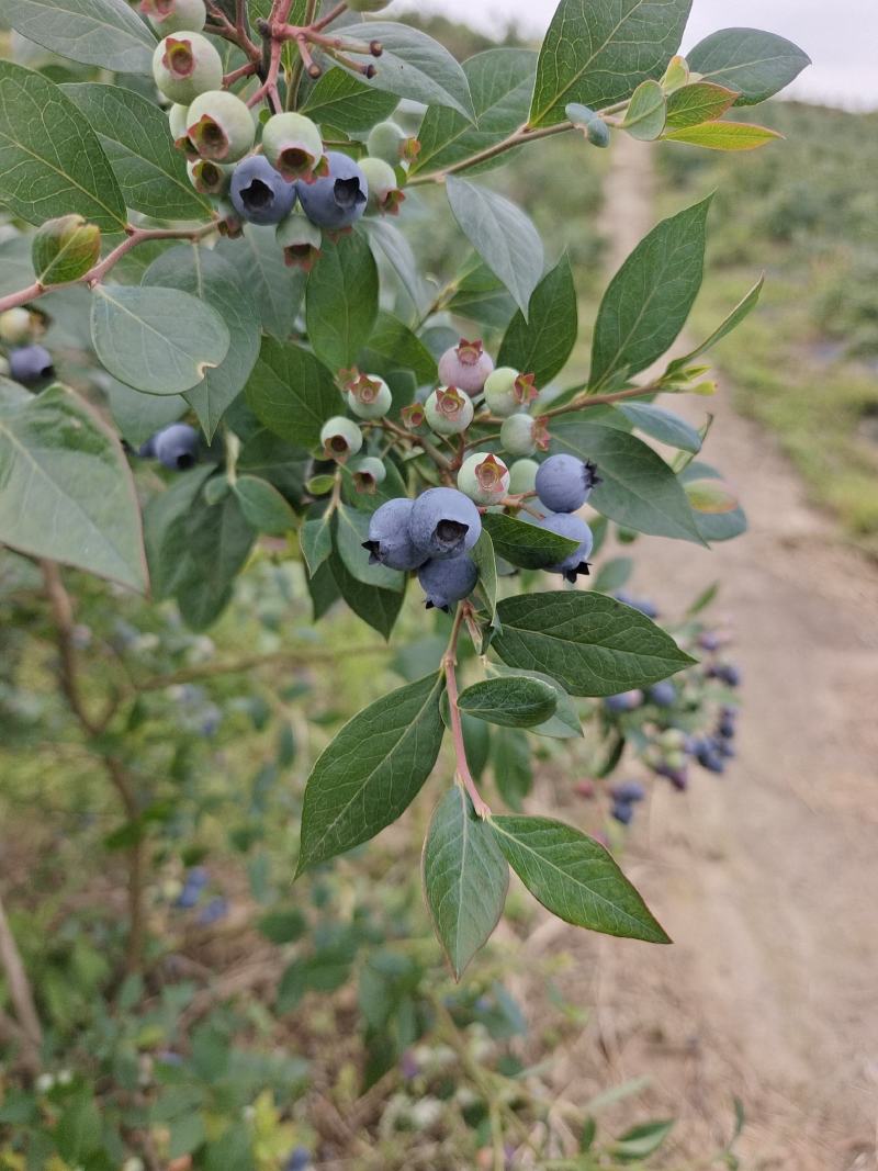 蓝莓鲜果，产地直发，一手货源，量大从优，欢迎来电咨询